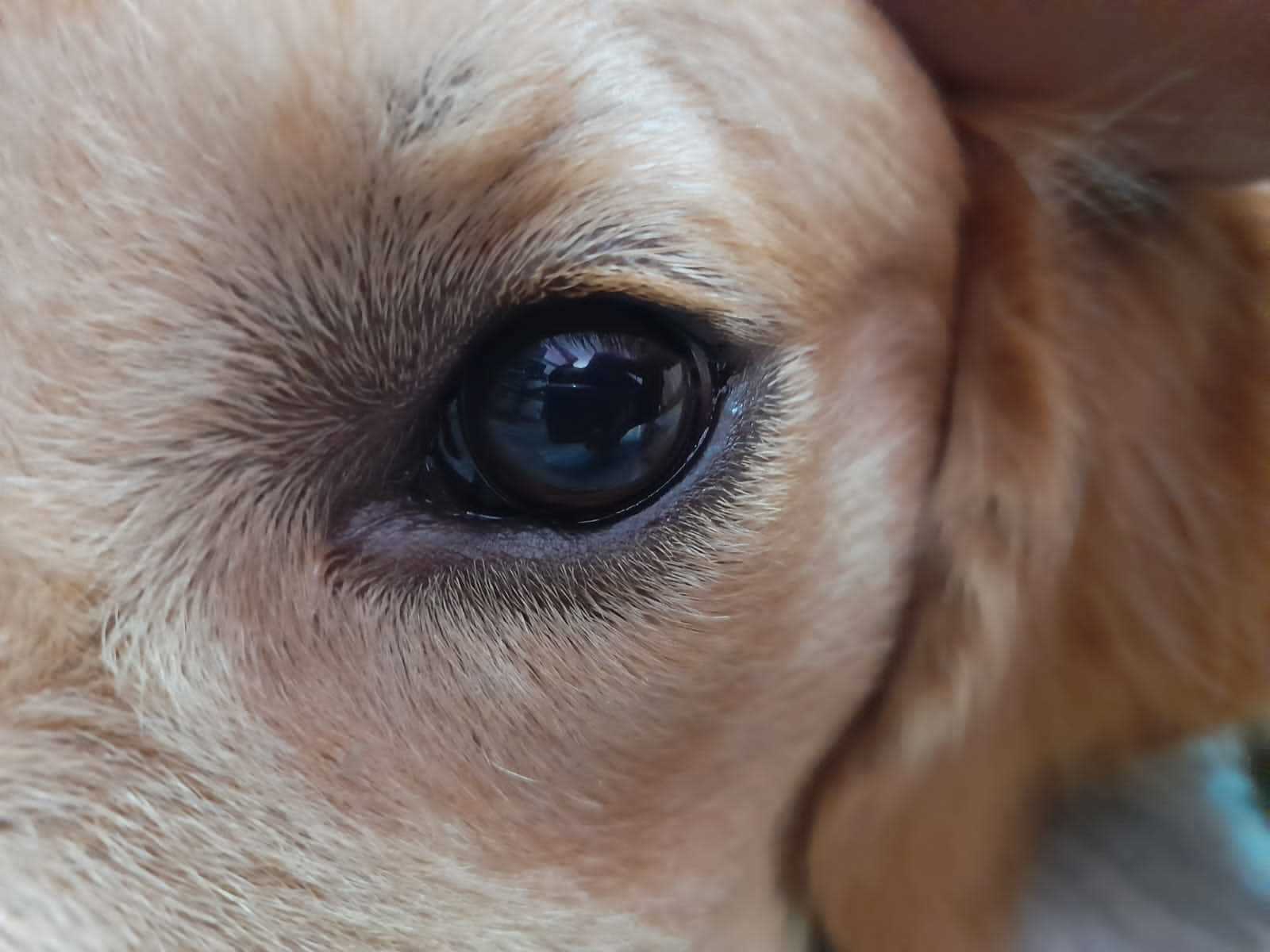 Golden Retriever Dogs For Mating In Delhi