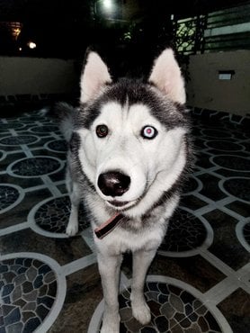 Siberian Husky Dogs For Mating In Mohali