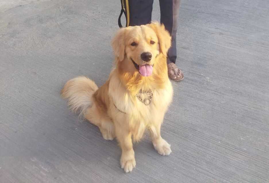 Golden Retriever Dogs For Mating In Delhi