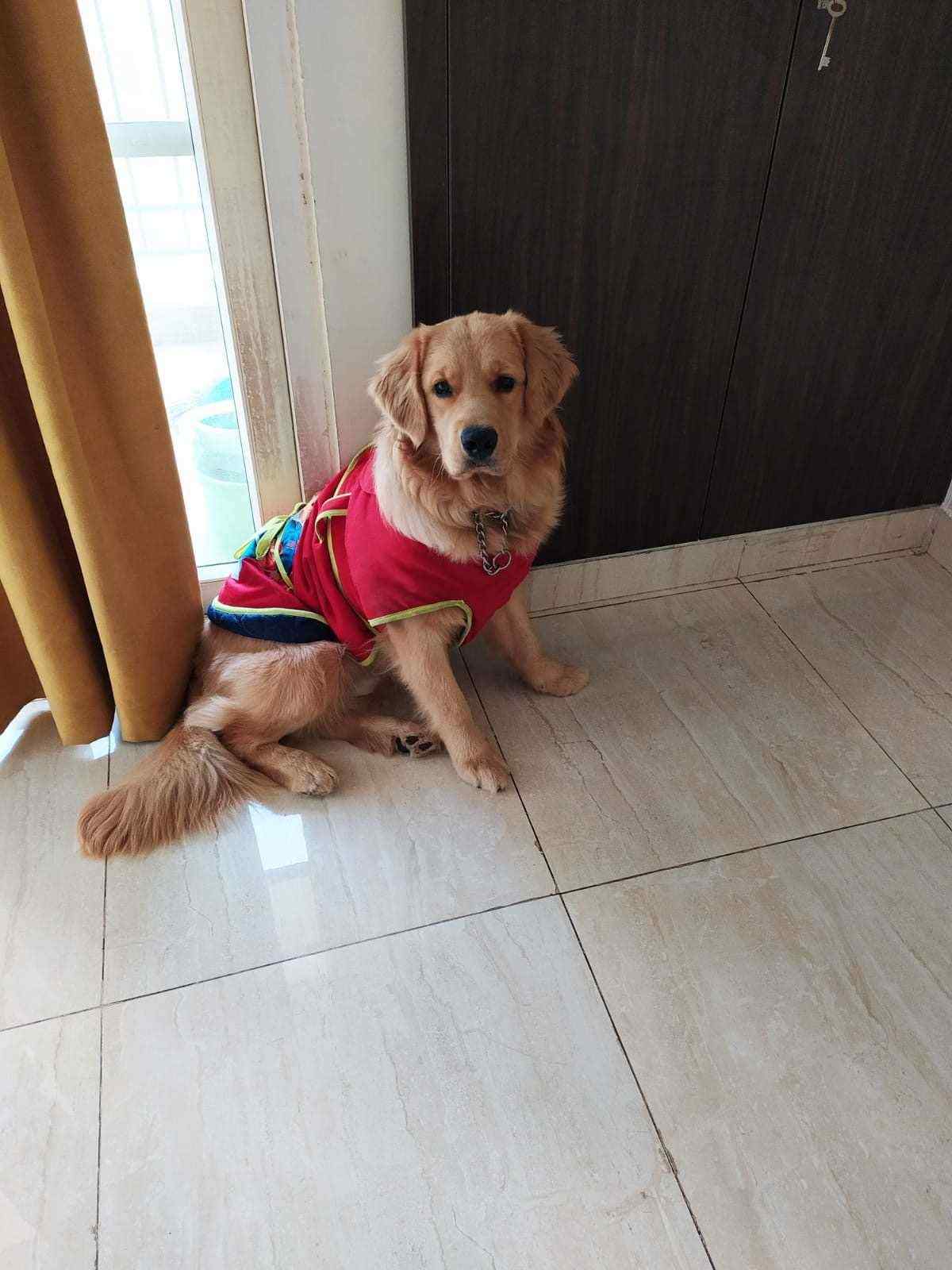 Golden Retriever Dogs For Mating In Delhi