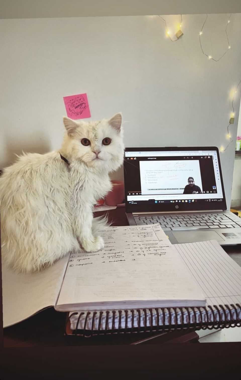 Persian For Adoption In Indore
