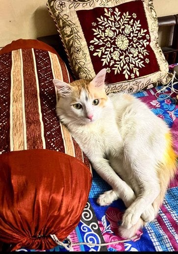 Bengal Dogs For Mating In Kolkata