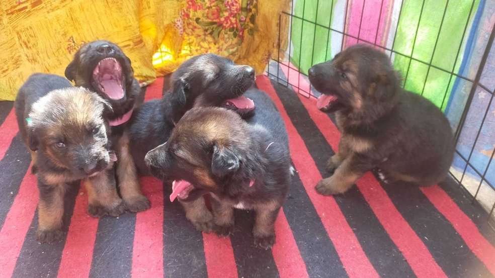 German Shepherd For Sale In Bhopal