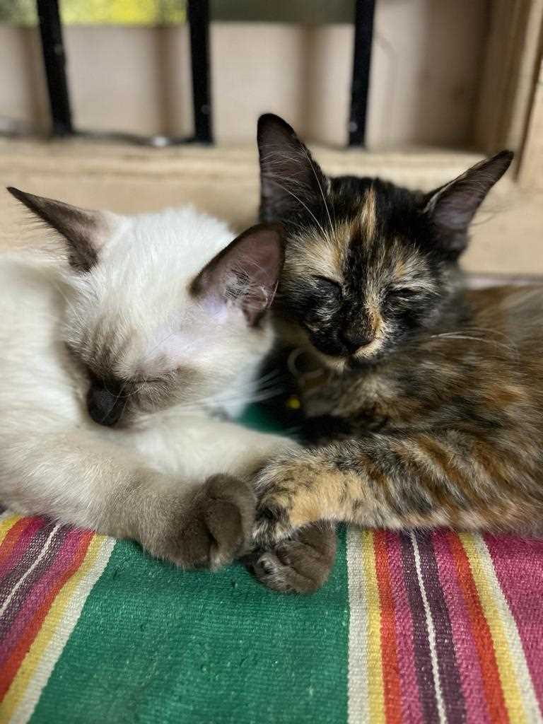 Siamese For Sale In Chennai