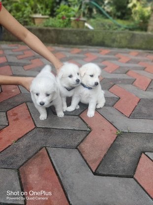 Pomeranian For Sale In Kasaragod