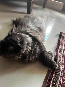 Persian Dogs For Mating In Calicut