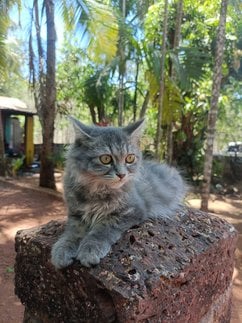 Persian Dogs For Mating In Thane