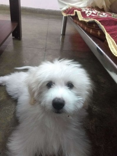 Lhasa Apso Dogs For Mating In Panaji