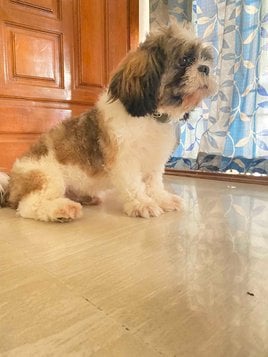 Shih Tzu Dogs For Mating In Bangalore