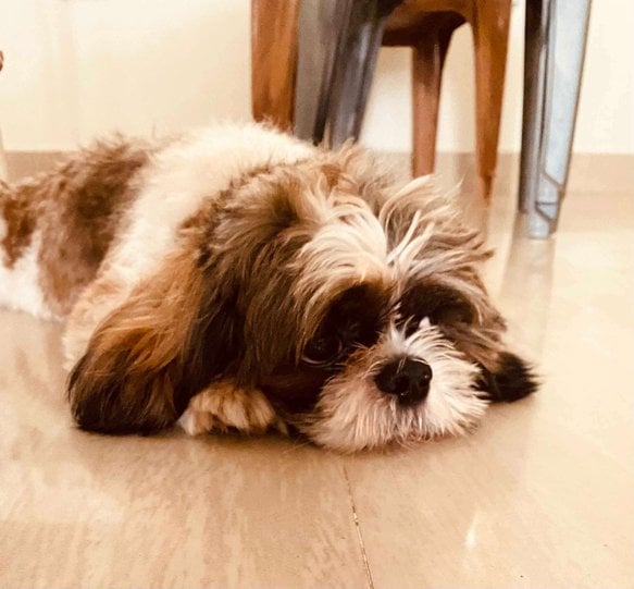 Shih Tzu Dogs For Mating In Bangalore