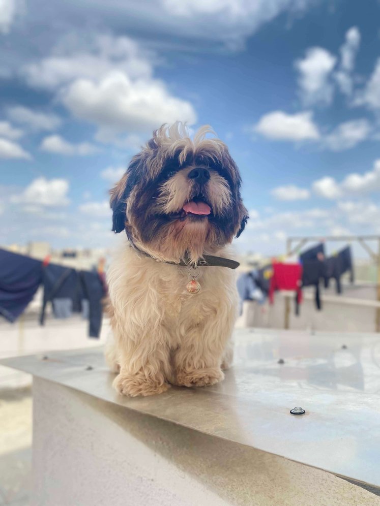 Shih Tzu Dogs For Mating In Bangalore