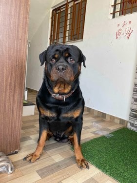 Rottweiler Dogs For Mating In Mumbai