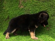 German Shepherd For Sale In Jharsuguda