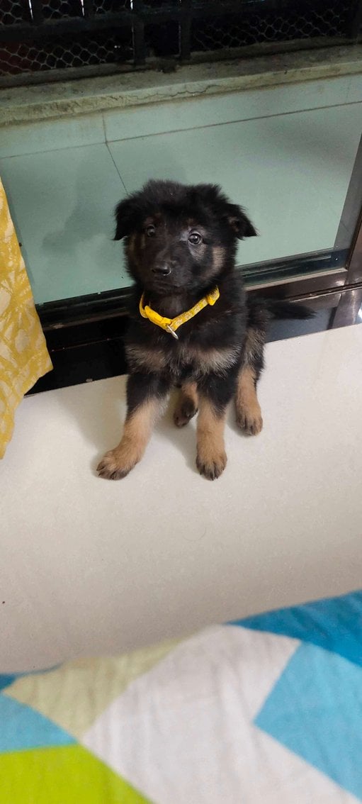German Shepherd For Sale In Mumbai