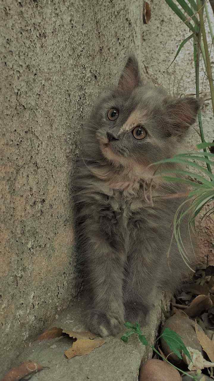 Himalayan For Sale In Pune