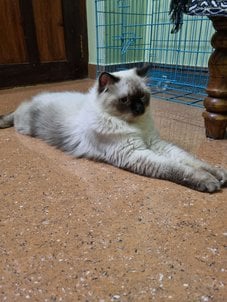 Himalayan Dogs For Mating In Udupi