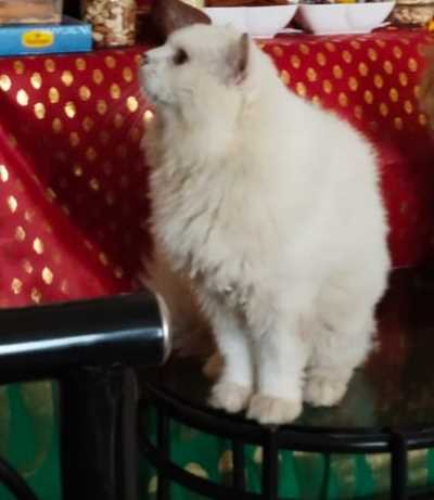 Persian Dogs For Mating In Thane