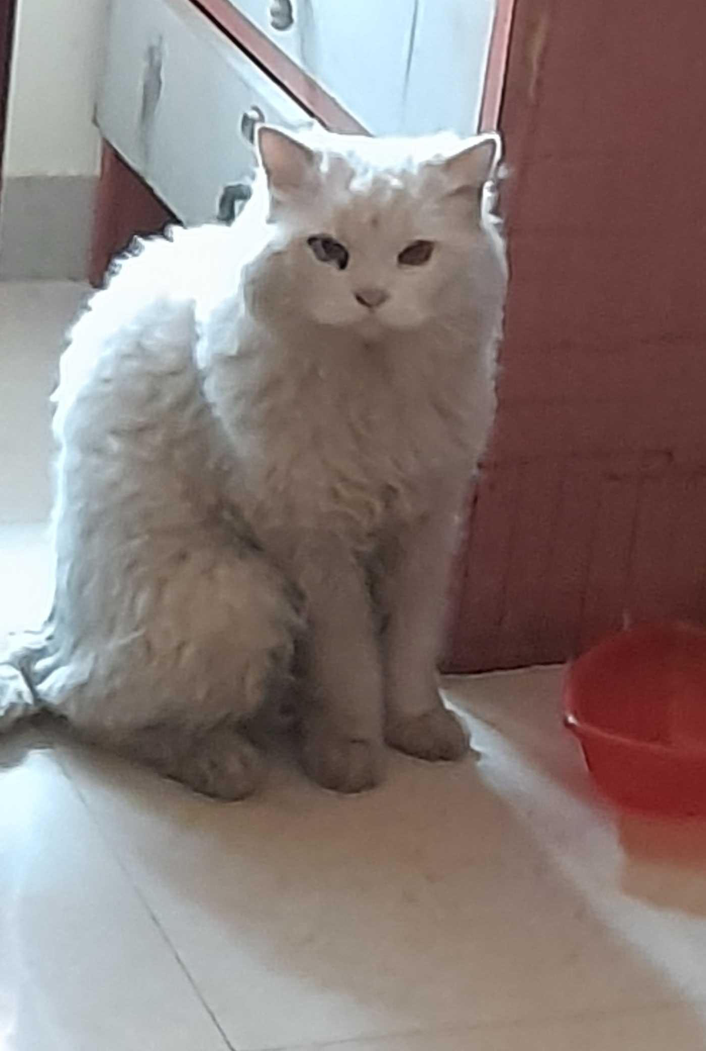 Persian Dogs For Mating In Thane