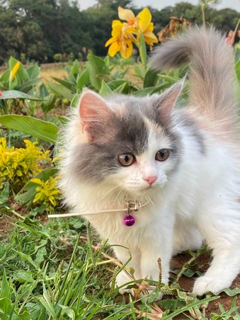 Persian Dogs For Mating In Bangalore