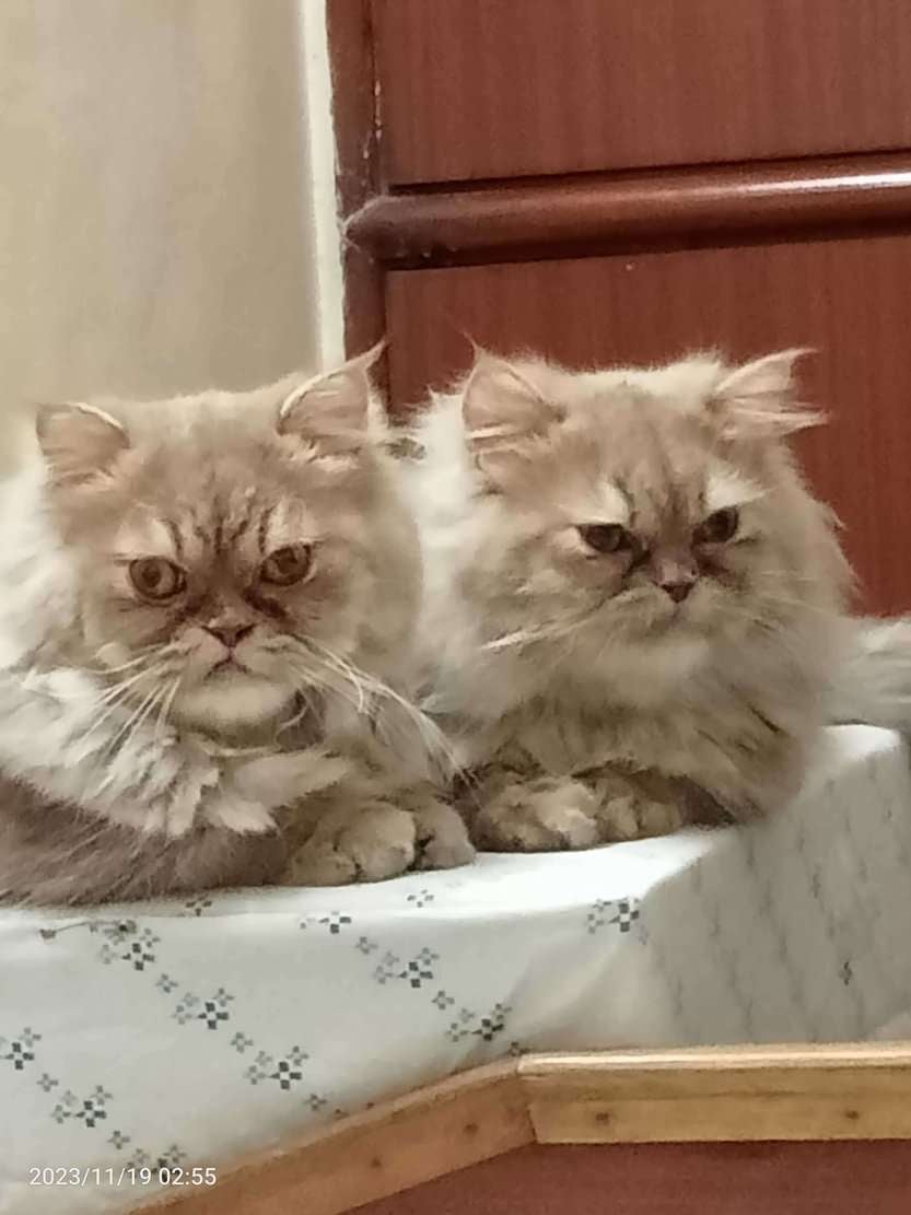 Persian Dogs For Mating In Pune