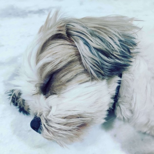 Shih Tzu Dogs For Mating In Hyderabad