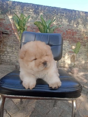 Chow Chow For Sale In Meerut