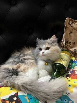 Ragdoll Dogs For Mating In Mohali
