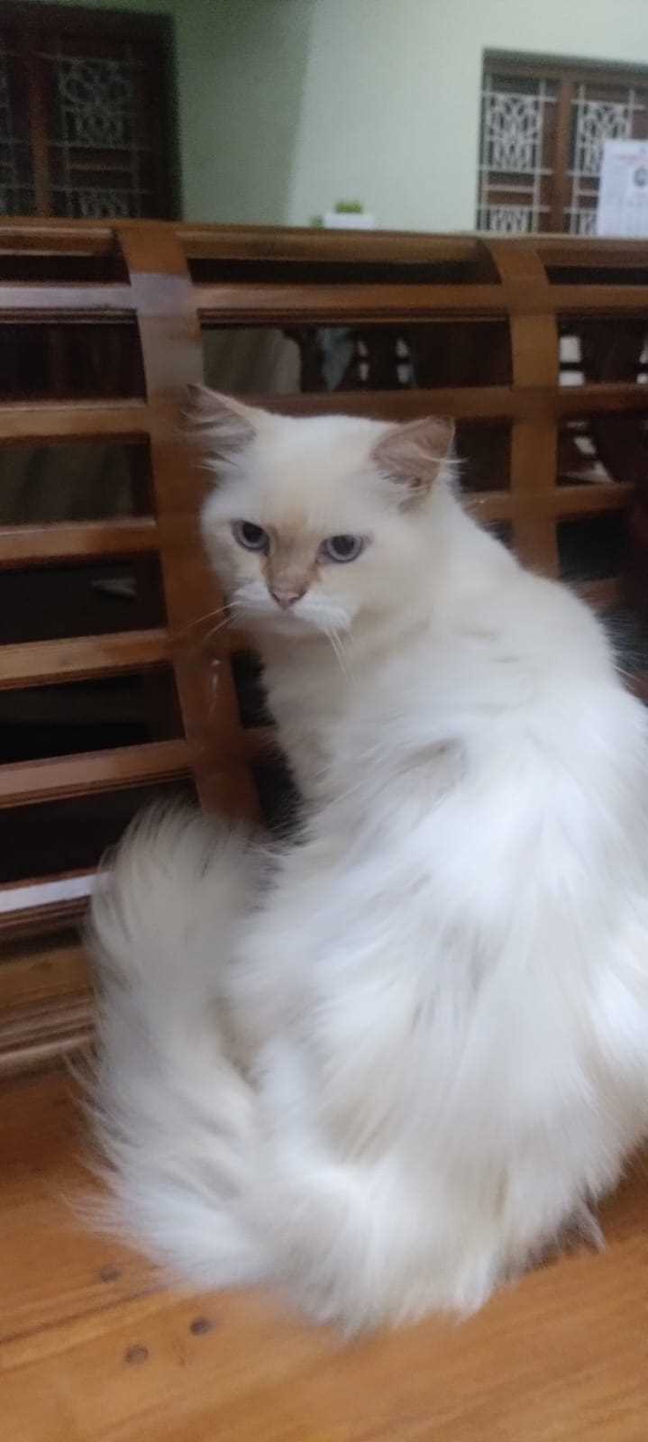 Persian For Adoption In Kozhikode