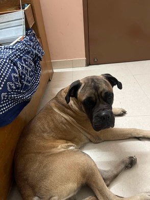 Bullmastiff Dogs For Mating In Jaipur