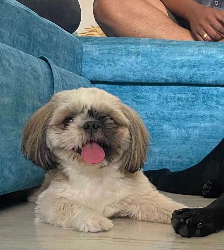 Shih Tzu Dogs For Mating In Hyderabad