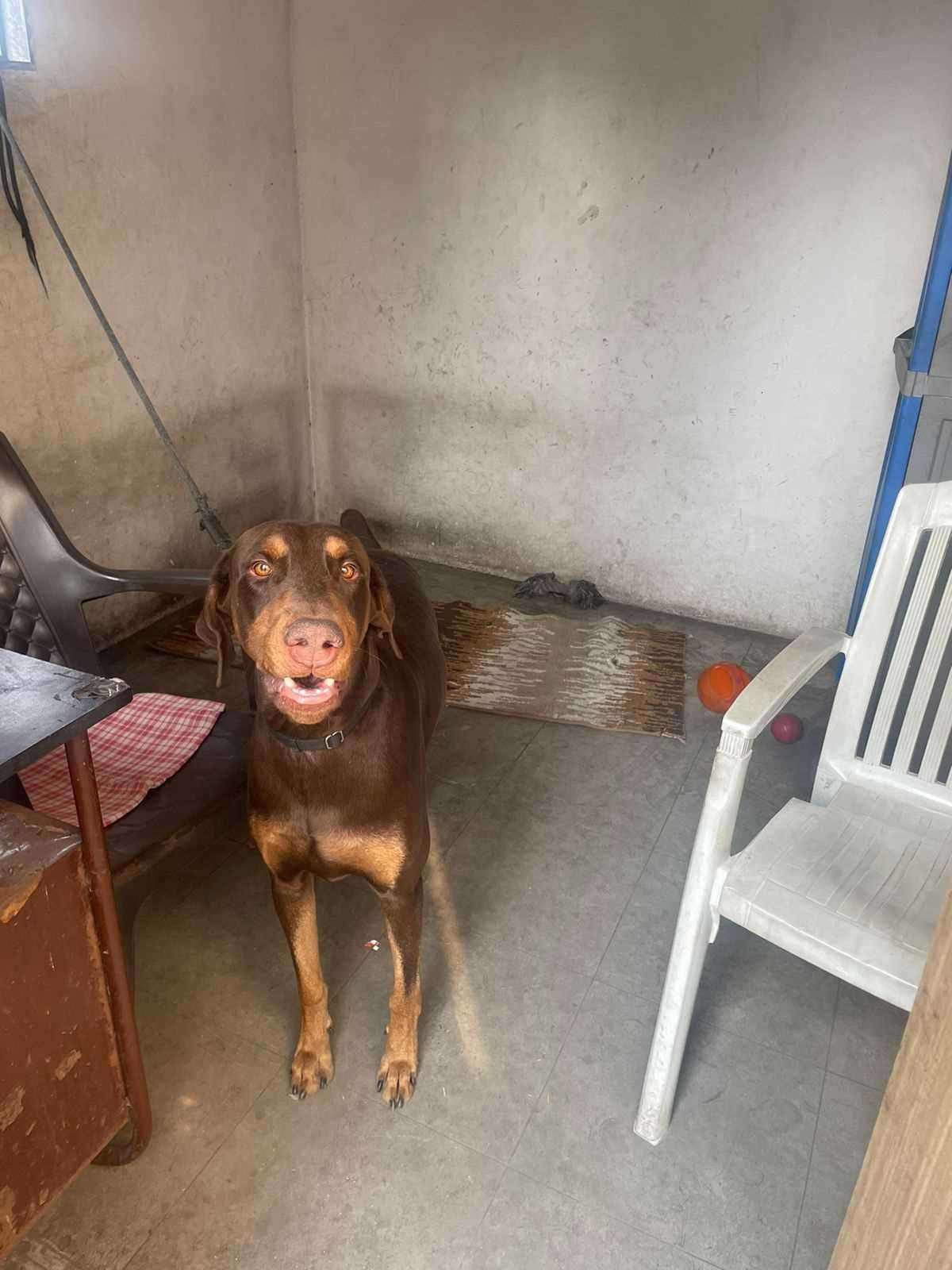 Doberman For Adoption In Surat