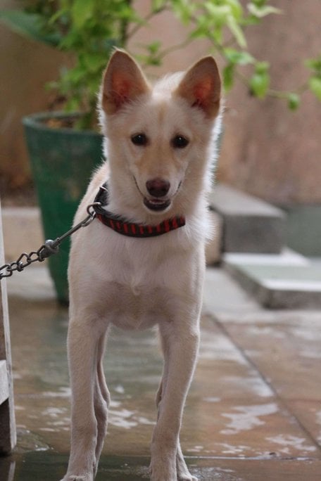 German Spitz For Adoption In Tirupati