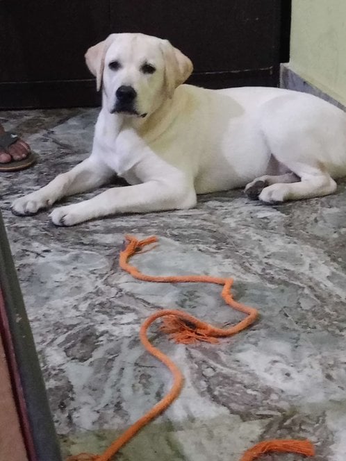 Labrador Retriever For Adoption In Allahabad