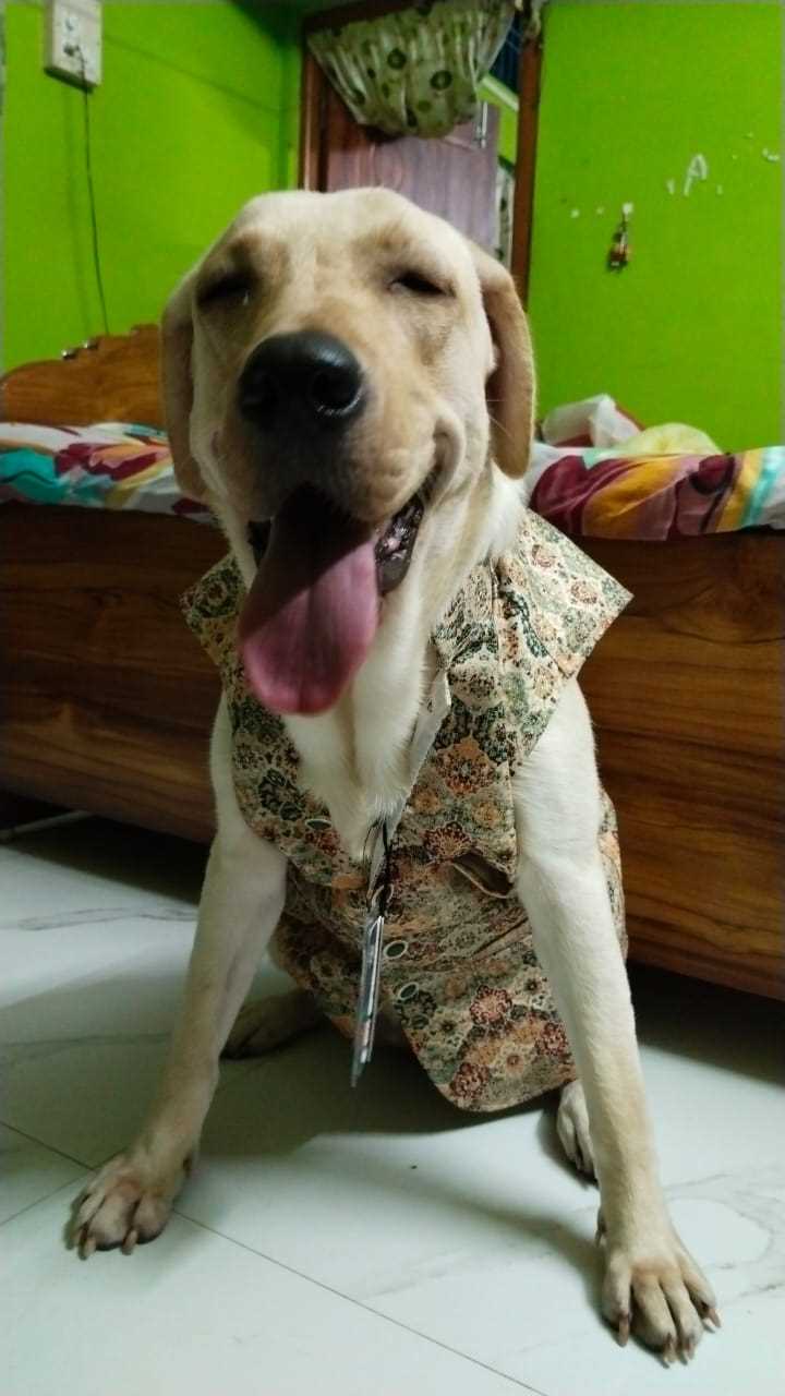 Labrador Retriever For Adoption In Nagaon