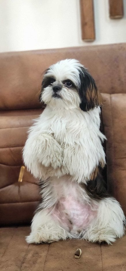 Shih Tzu Dogs For Mating In Chandigarh