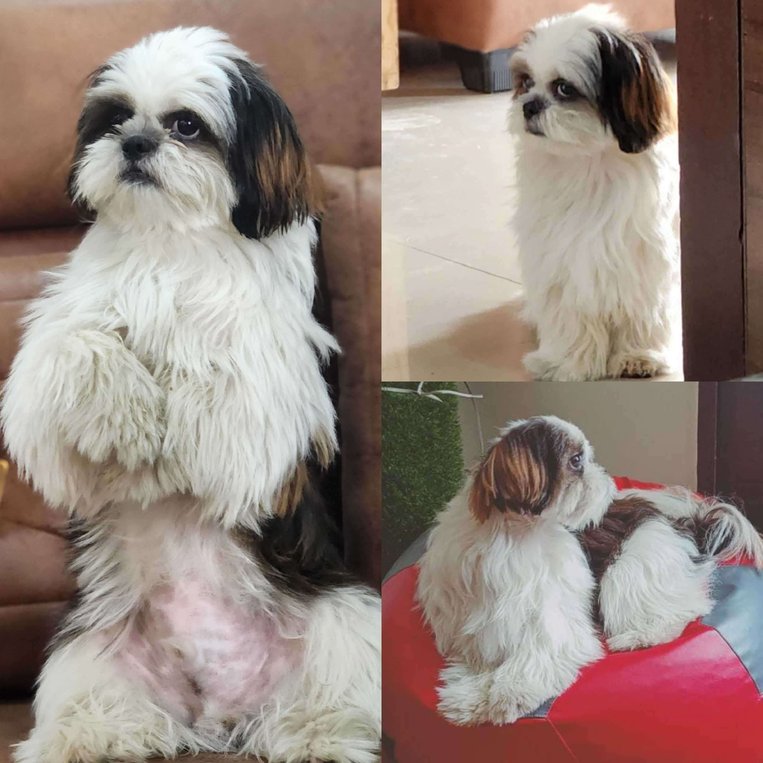 Shih Tzu Dogs For Mating In Chandigarh