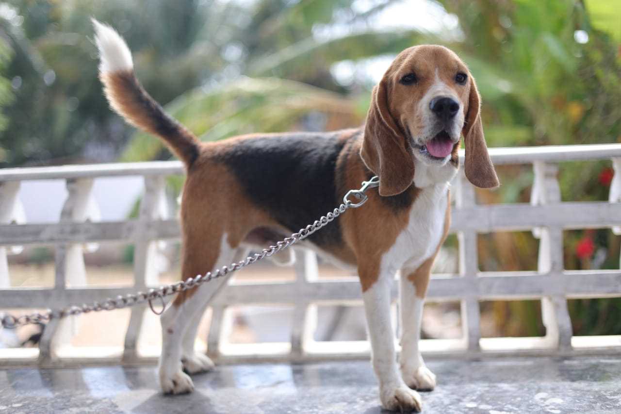 Beagle For Sale In Coimbatore
