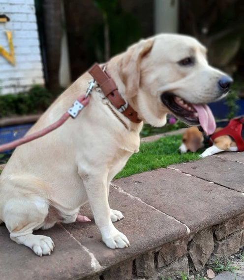 Labrador Retriever Dogs For Mating In Thane