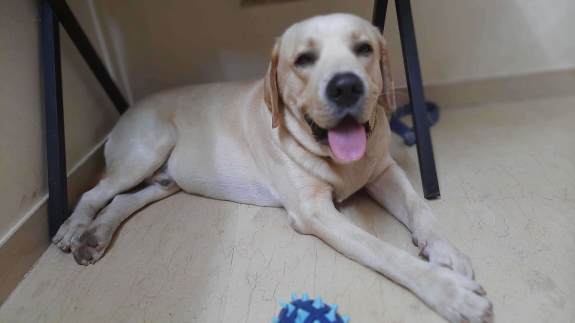 Labrador Retriever Dogs For Mating In Thane