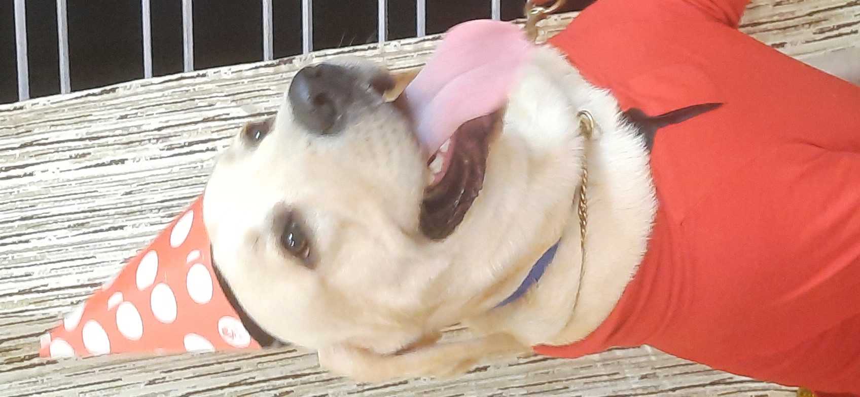Labrador Retriever Dogs For Mating In Thane