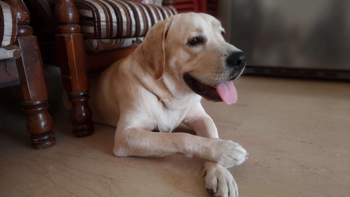 Labrador Retriever Dogs For Mating In Thane
