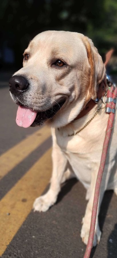 Labrador Retriever Dogs For Mating In Thane