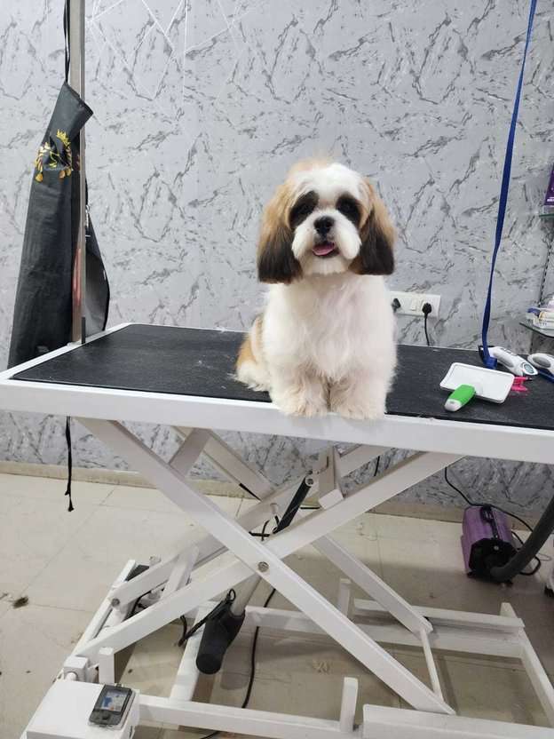 Shih Tzu For Sale In Raipur
