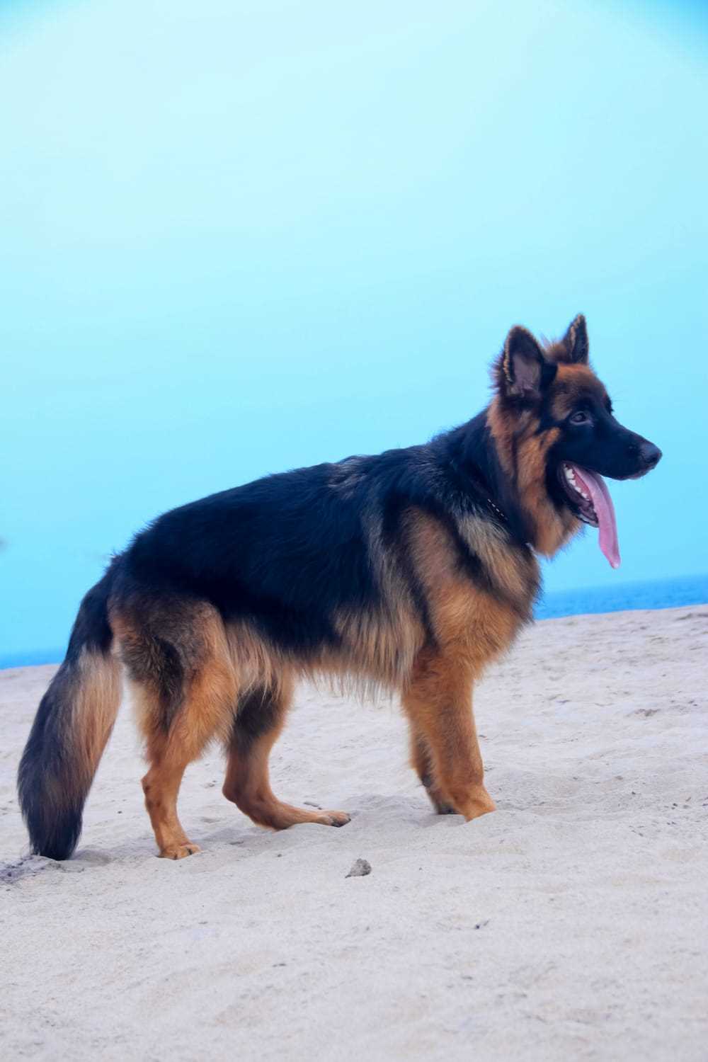 German Shepherd Dogs For Mating In Kakinada
