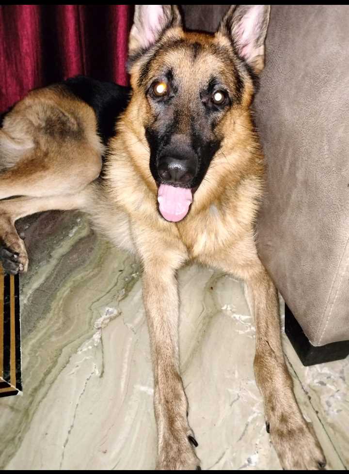 German Shepherd Dogs For Mating In Lucknow