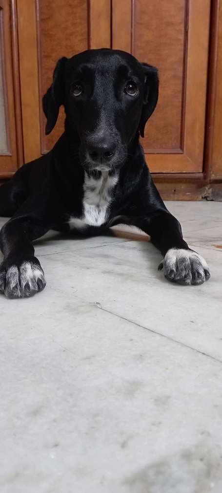 Labrador Retriever For Adoption In Surat
