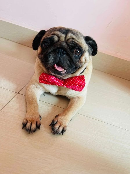 Pug Dogs For Mating In Chennai