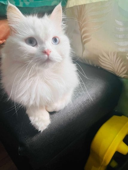 Persian For Adoption In Kota