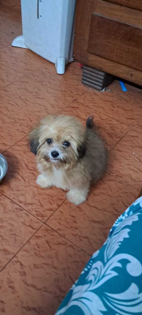 Lhasa Apso For Sale In Kochi