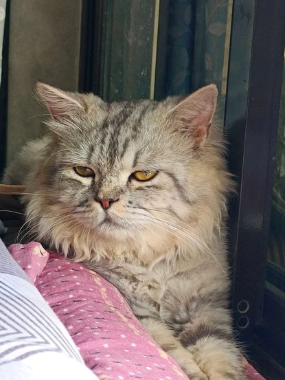 British Shorthair Dogs For Mating In Kolkata